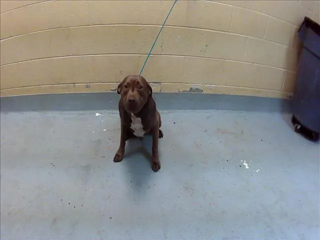 A young large-sized male Pit Bull Terrier dog named Duke for adoption in Tulsa, OK