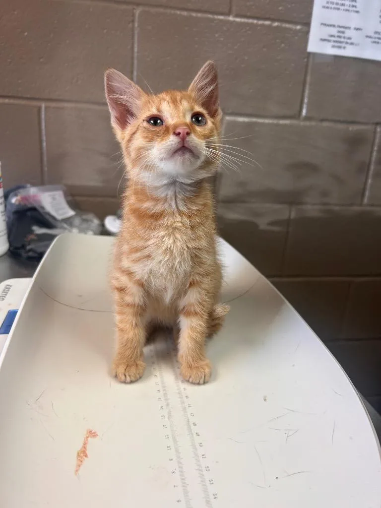 A baby small-sized male Domestic Short Hair cat named Fanta for adoption in New Manchester, WV