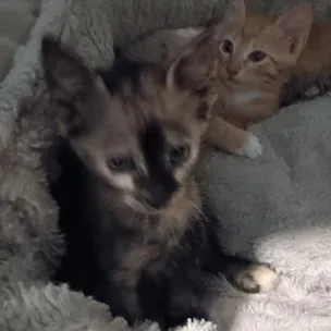 A baby small-sized female Dilute Tortoiseshell Domestic Short Hair cat named Monkey for adoption in Liverpool, TX