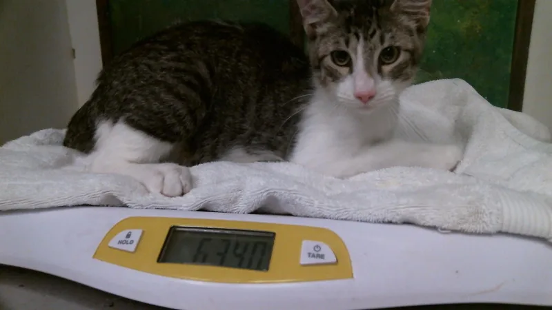 A young medium-sized male Domestic Short Hair cat named Kid for adoption in Houston, TX