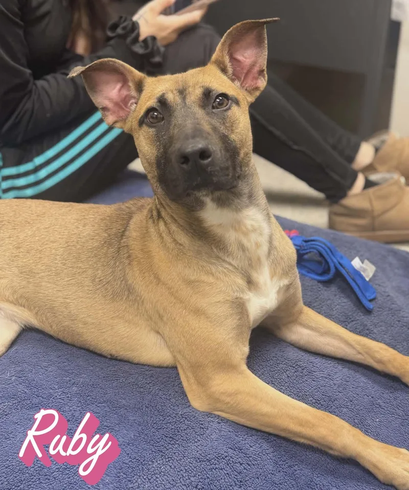 A young medium-sized female Yellow / Tan / Blond / Fawn Belgian Shepherd / Malinois dog named Ruby for adoption in Valparaiso, IN
