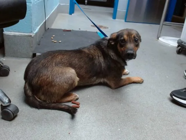 An adult medium-sized female German Shepherd Dog dog named Gambit for adoption in Albuquerque, NM