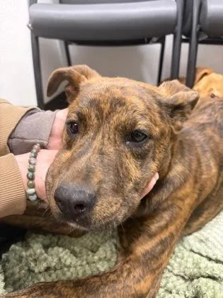 A baby medium-sized female Plott Hound dog named Sansa for adoption in West Chester, PA