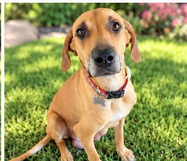 An adult medium-sized female Hound dog named Josie for adoption in Scottsdale, AZ