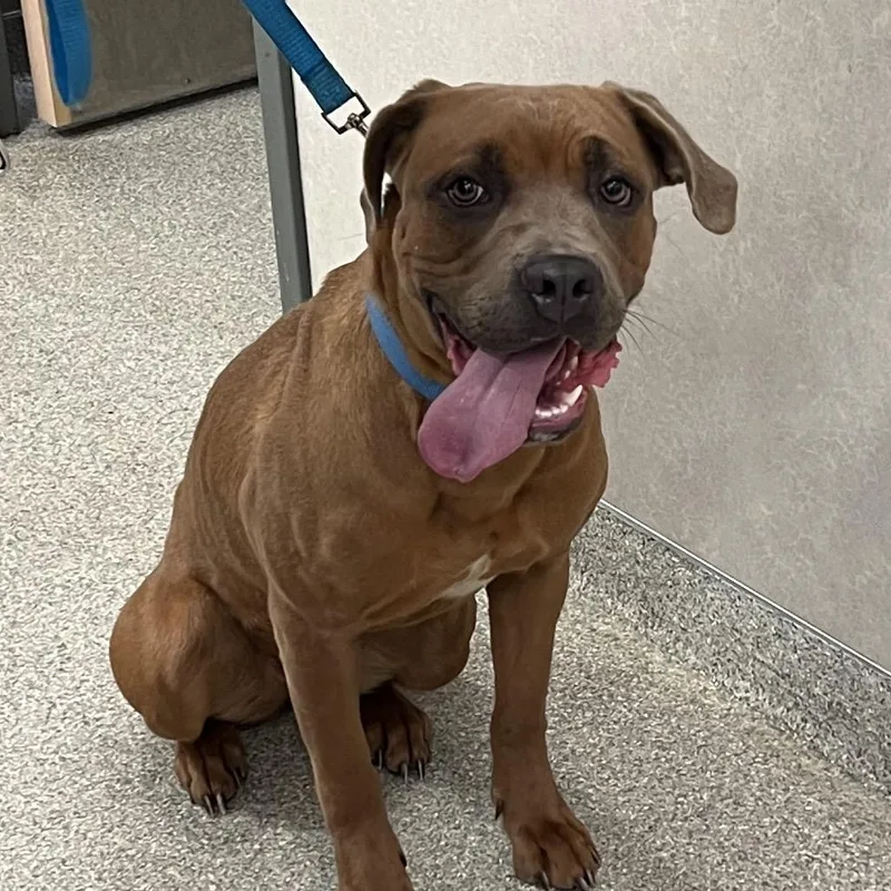 An adult large-sized female Yellow / Tan / Blond / Fawn Mixed Breed dog named Hazel for adoption in Jacksonville, FL
