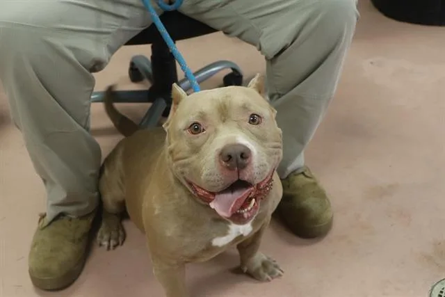 An adult medium-sized male Mixed Breed dog named Harris for adoption in Columbia, SC