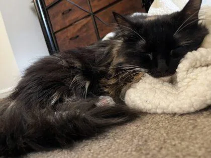 An adult small-sized female Domestic Short Hair cat named S`mores for adoption in West Chester, PA