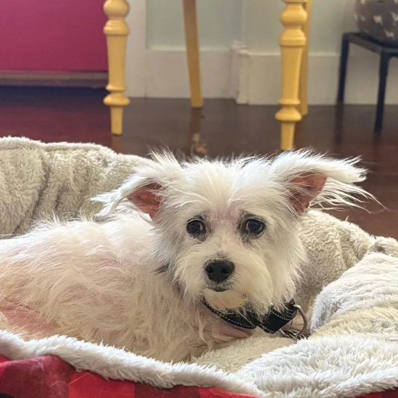 A senior small-sized female White / Cream Terrier dog named Coral for adoption in Gulfport, MS