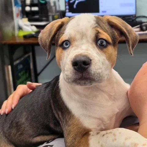 A baby small-sized male Brindle Pit Bull Terrier dog named Mason for adoption in Dayton, OH