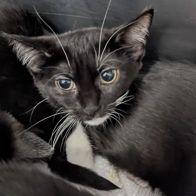 A baby small-sized female Domestic Short Hair cat named Lightning for adoption in Olivette, MO