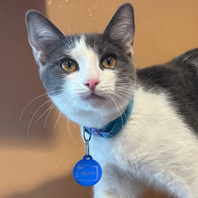 A baby small-sized male Gray / Blue / Silver Domestic Short Hair cat named Neon for adoption in Tucson, AZ