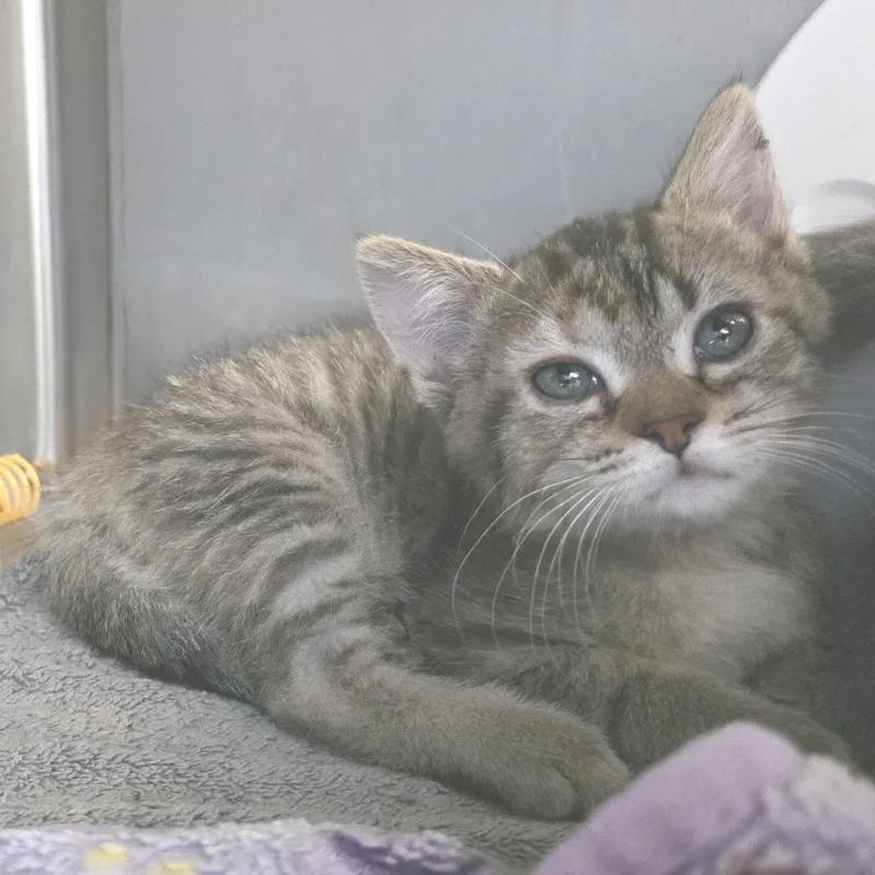 A baby small-sized female Brown / Chocolate Domestic Short Hair cat named Big Red for adoption in Fort Wayne, IN