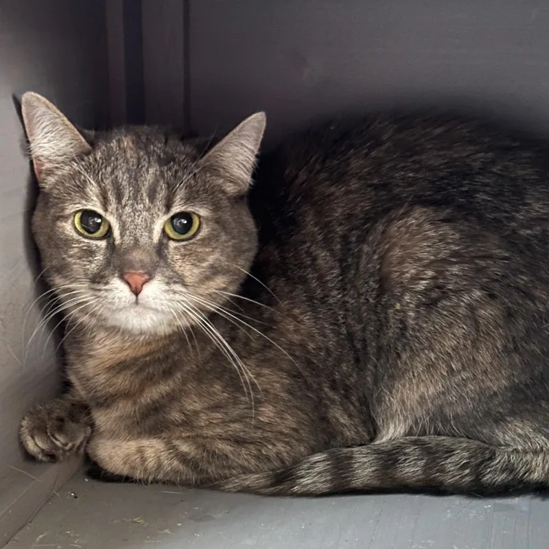 Bella Rose thumbnail 2