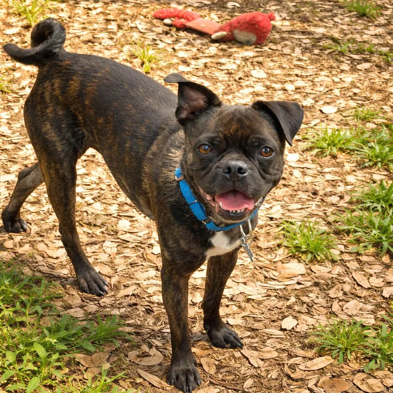 An adult medium-sized male Brindle Boston Terrier dog named Elmo for adoption in Boerne, TX