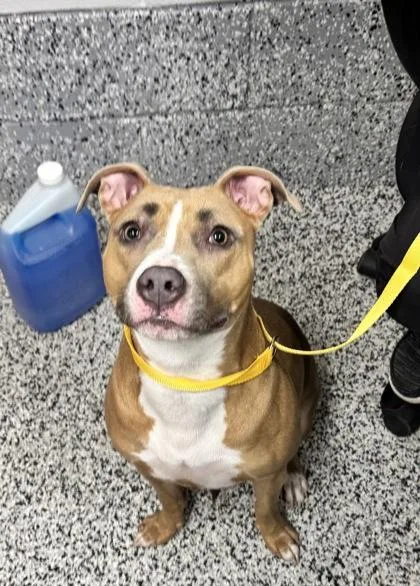 An adult large-sized female Mixed Breed dog named Leia for adoption in West Chester, PA