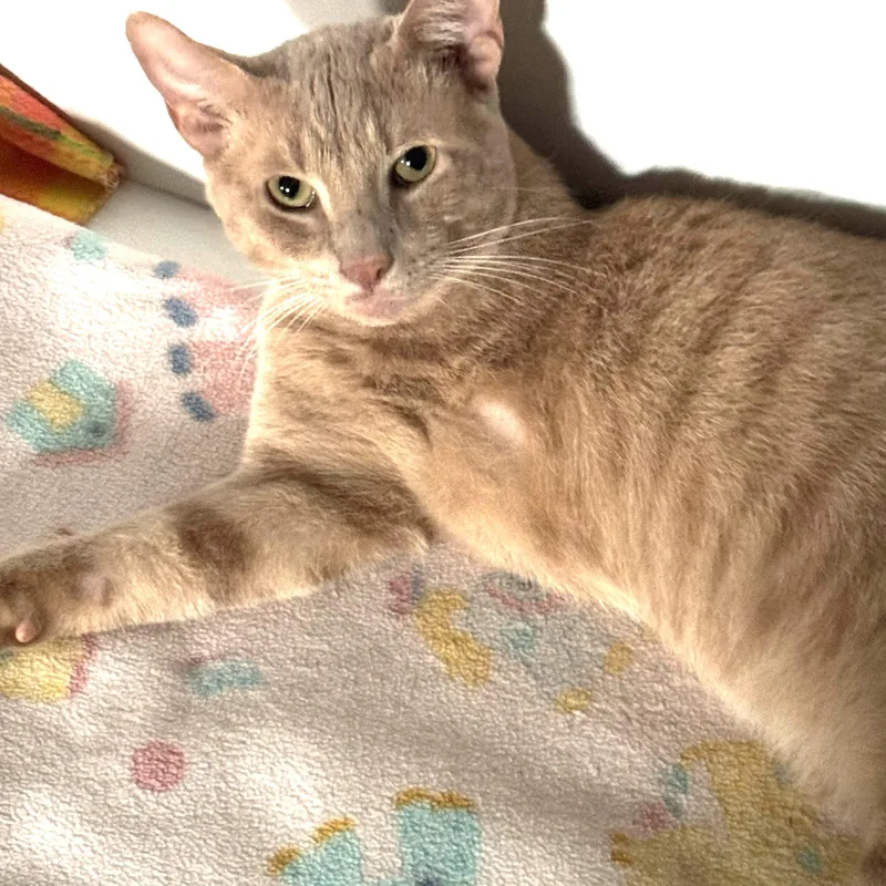 An adult large-sized male Domestic Short Hair cat named Apollo for adoption in Rochester, NY
