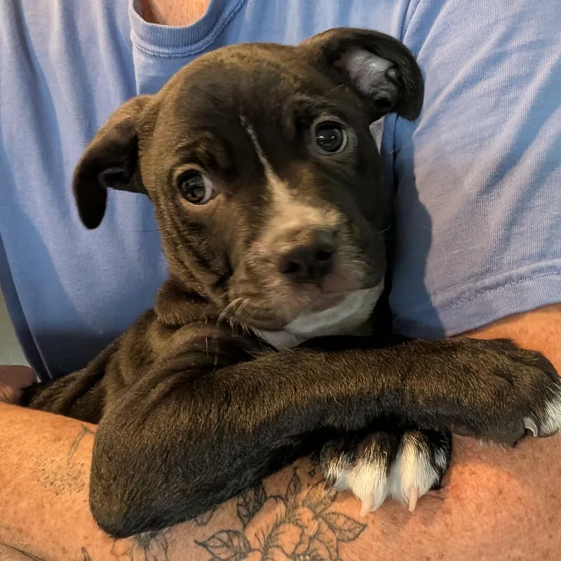 A baby medium-sized male Black Terrier dog named Eastham KB for adoption in Austin, TX