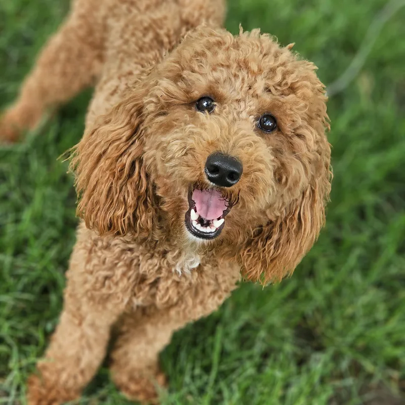 A young small-sized female Apricot / Beige Goldendoodle dog named Goldilocks Springfield for adoption in O Fallon, IL