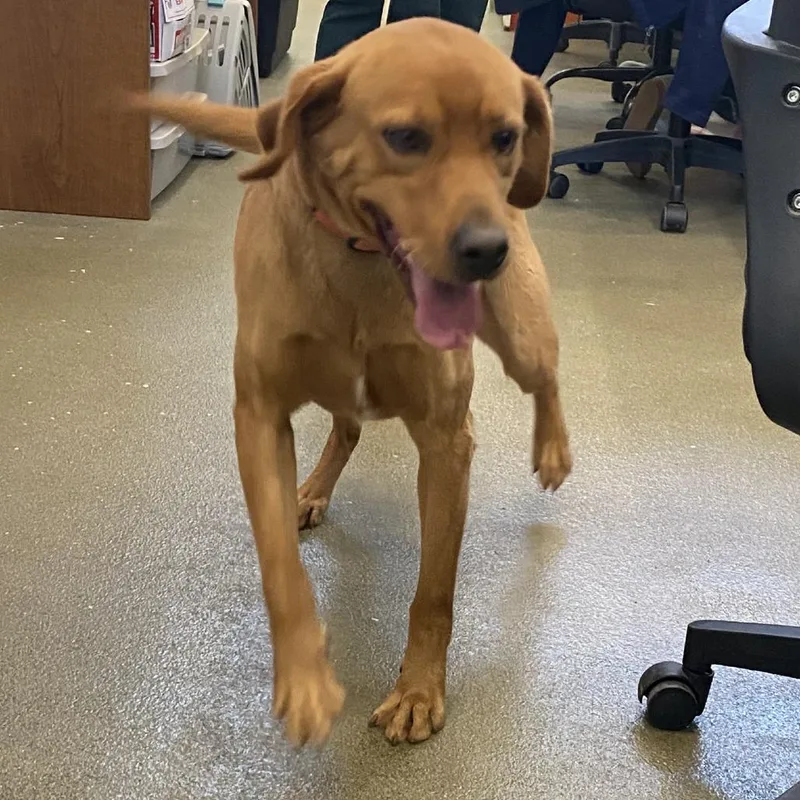 A young medium-sized male Brown / Chocolate Labrador Retriever dog named Driver for adoption in Harrisonburg, VA