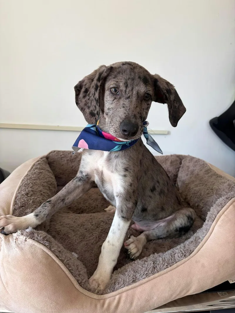 A baby medium-sized male Catahoula Leopard Dog dog named Grover for adoption in Poway, CA