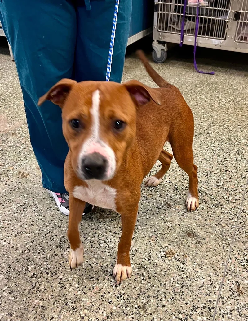 A young medium-sized female Pit Bull Terrier dog named Hope for adoption in Shreveport, LA
