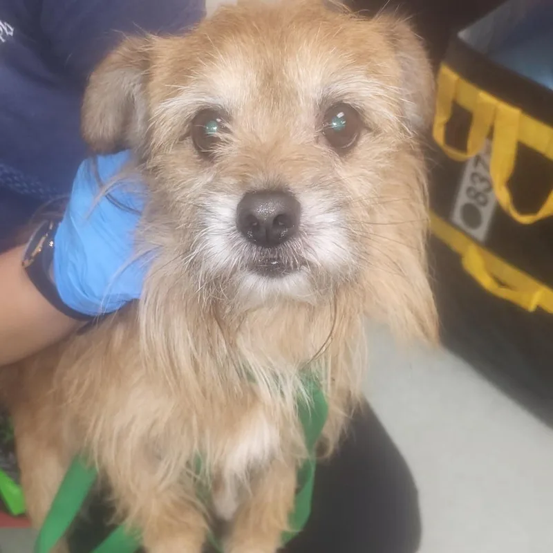 A senior small-sized male Brown / Chocolate Mixed Breed dog named Cinnamon Swirl for adoption in Philadelphia, PA