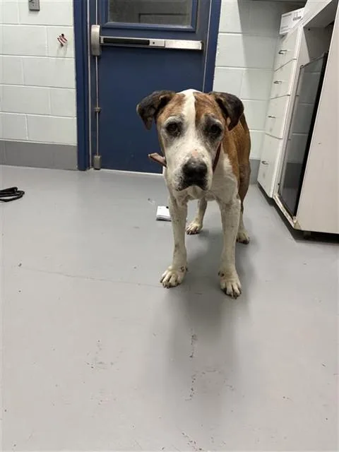 Loki