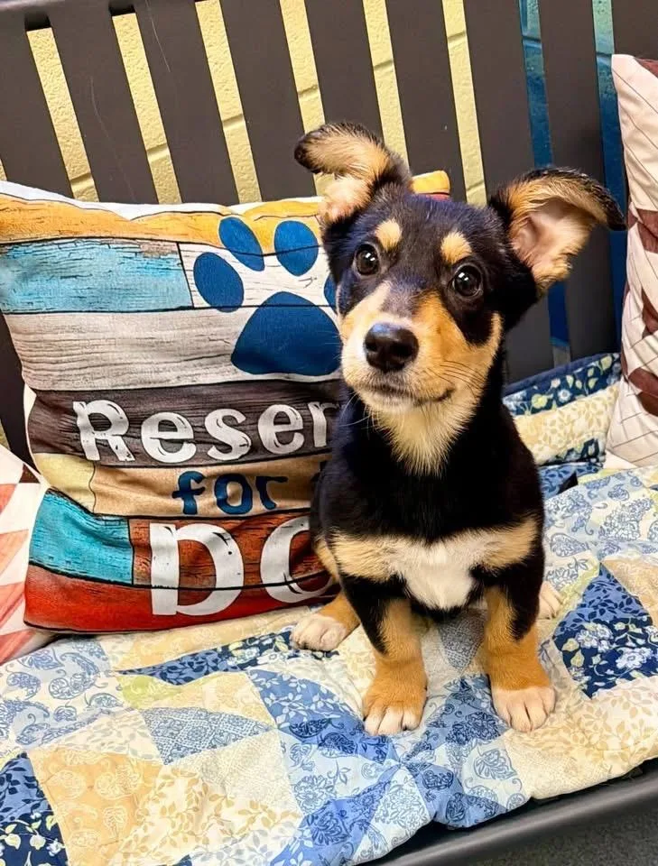 A baby medium-sized female Tricolor (Brown, Black, & White) Corgi dog named Missy for adoption in Fredericksburg, VA