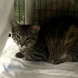 A young medium-sized female Domestic Short Hair cat named Surprise for adoption in Washington, DC