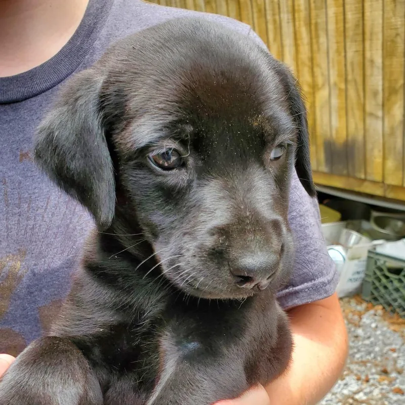 A baby large-sized female Black Labrador Retriever dog named Selena for adoption in Quakertown, PA
