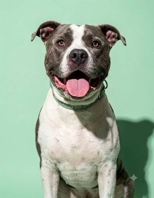 A young large-sized male Mixed Breed dog named Luie for adoption in Jacksonville, FL