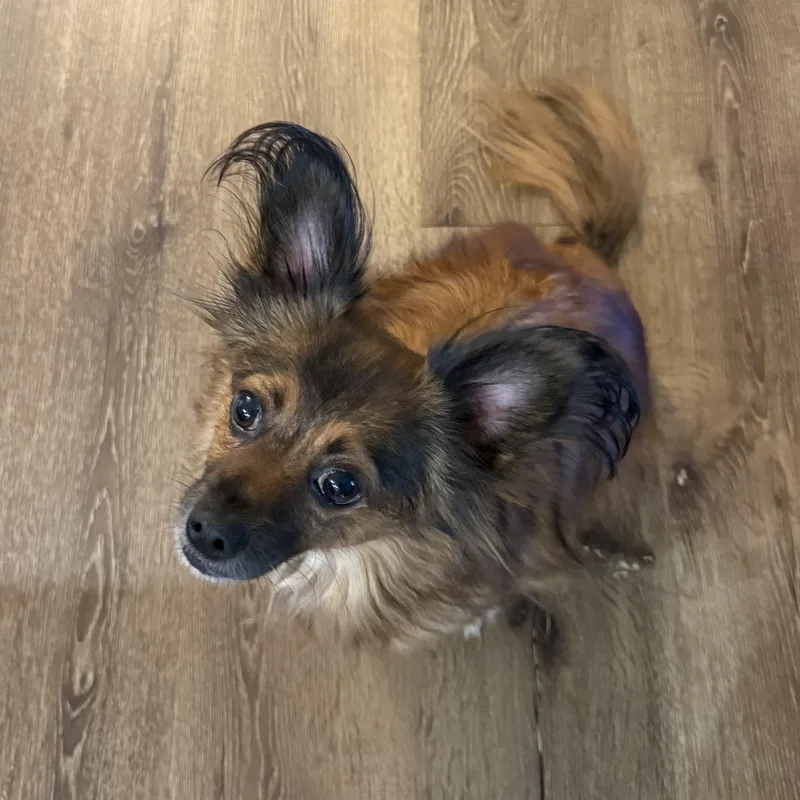 An adult small-sized male Chihuahua dog named Chewie for adoption in atlanta, GA