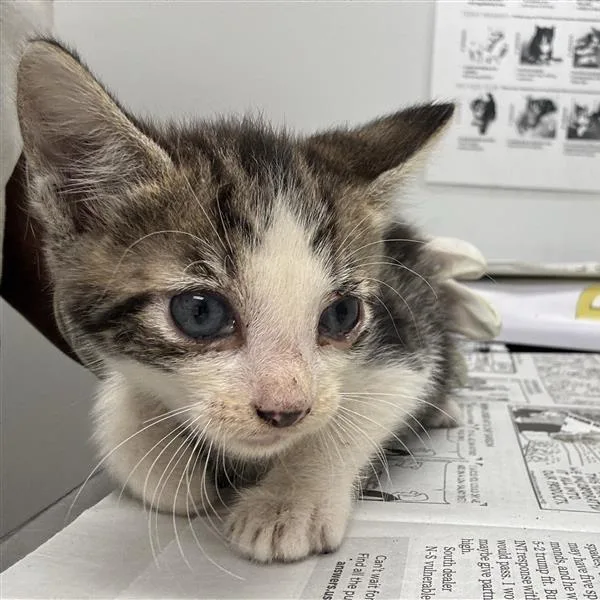 A baby small-sized male Brown / Chocolate Domestic Short Hair cat named Jalen Brunson for adoption in Jacksonville, FL