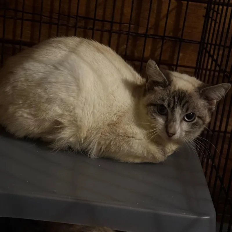 A young small-sized male Buff / Tan / Fawn Domestic Short Hair cat named Frank for adoption in Granby, MO