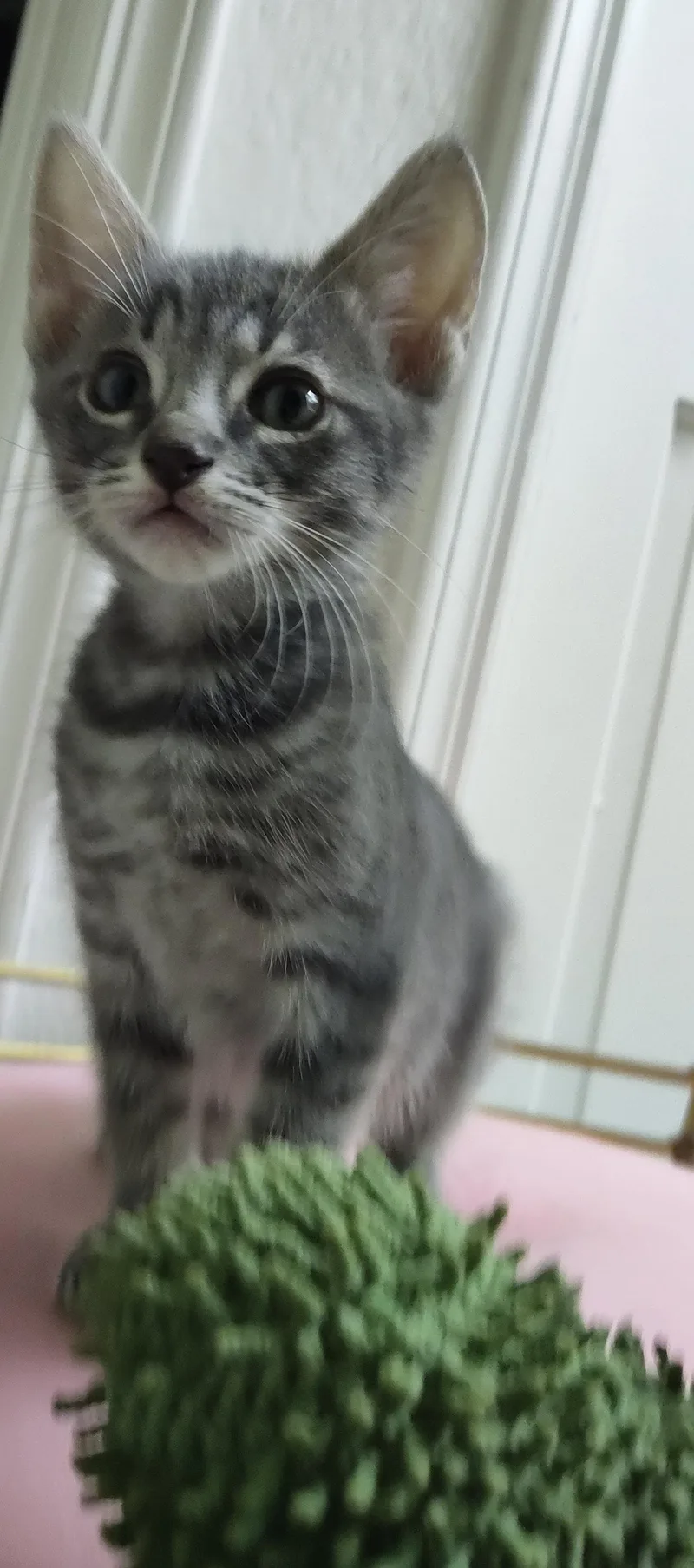 A baby medium-sized male Domestic Short Hair cat named Louie for adoption in Phoenix, AZ