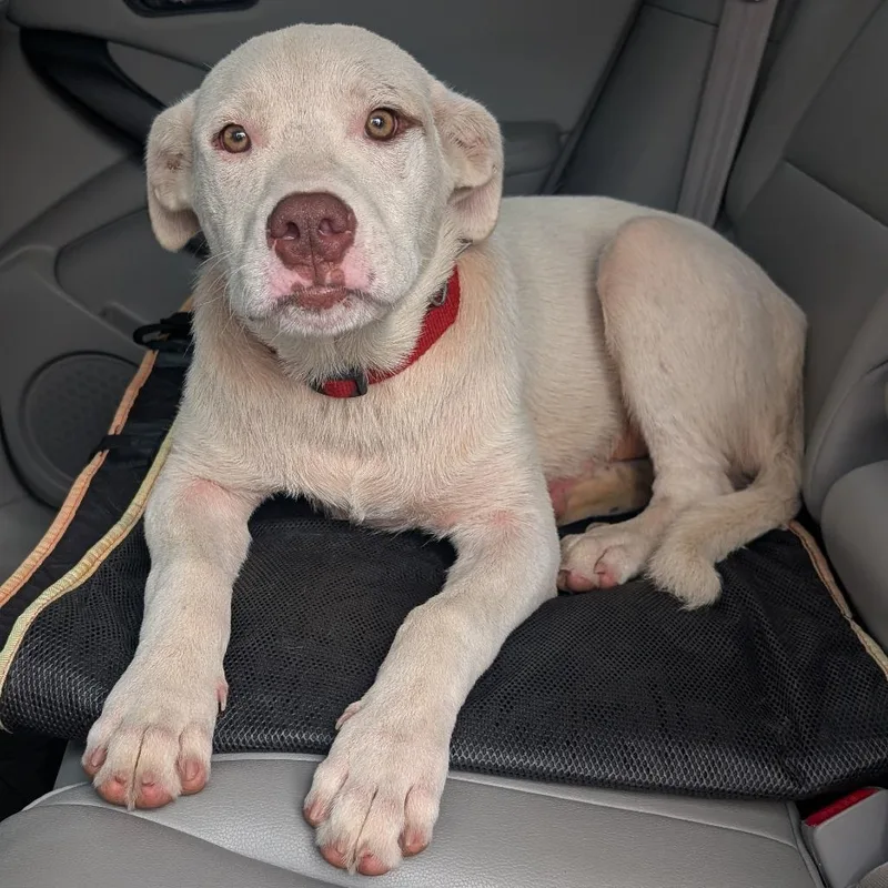 A young medium-sized male White / Cream Pit Bull Terrier dog named Meeko for adoption in Jefferson city, TN