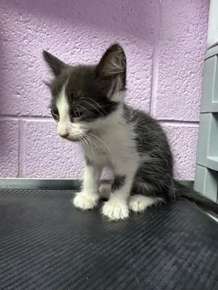 A baby small-sized male Black Domestic Long Hair cat named Lycoris for adoption in El Paso, TX