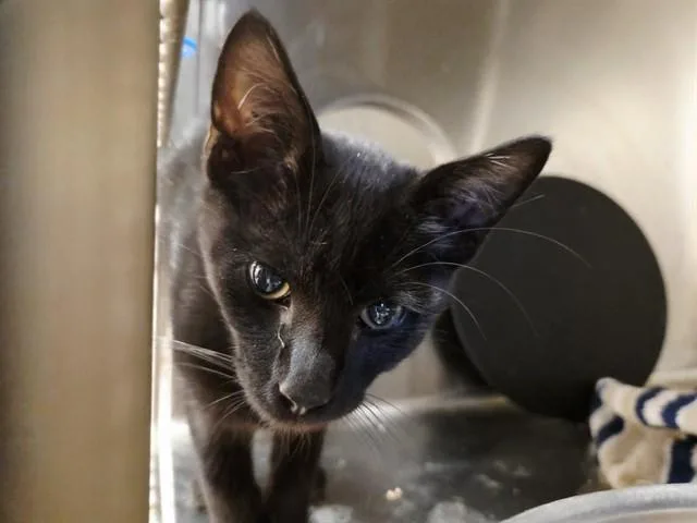 A baby small-sized male Domestic Short Hair cat named Zephyr for adoption in Martinez, CA
