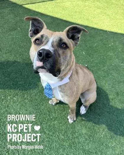 An adult large-sized male Brown / Chocolate Pit Bull Terrier dog named Brownie for adoption in Kansas City, MO
