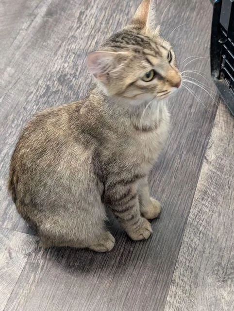 An adult medium-sized female Tabby (Brown / Chocolate) Domestic Short Hair cat named Robin for adoption in Lake Orion, MI
