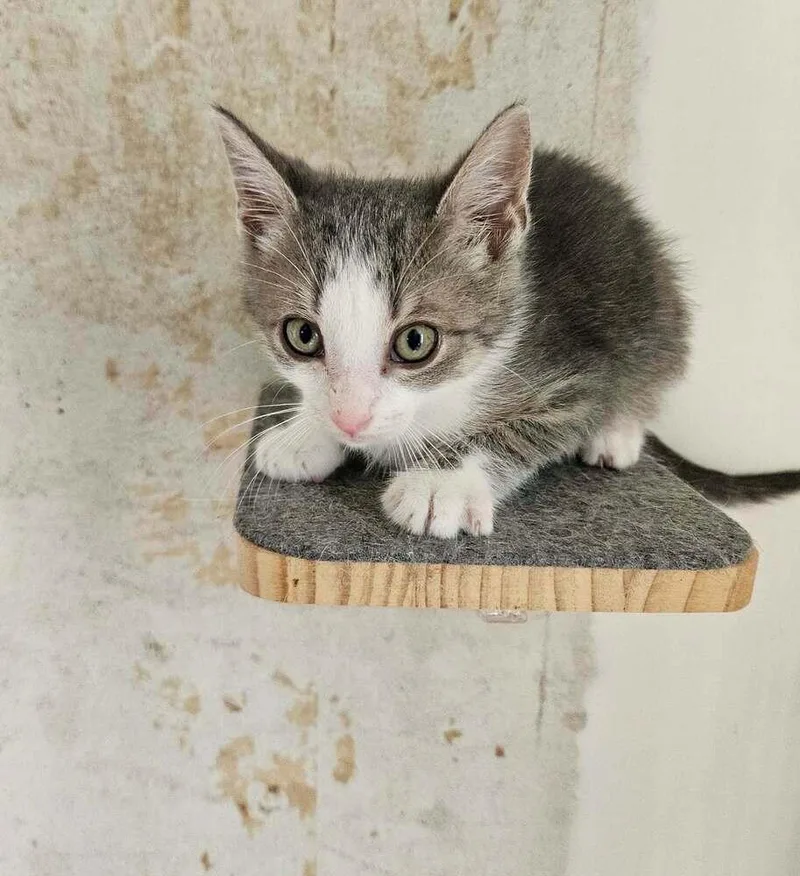 A baby medium-sized male Domestic Short Hair cat named Piglet for adoption in China Township, MI