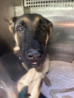 A young medium-sized female German Shepherd Dog dog named Topaz for adoption in Woodland, CA