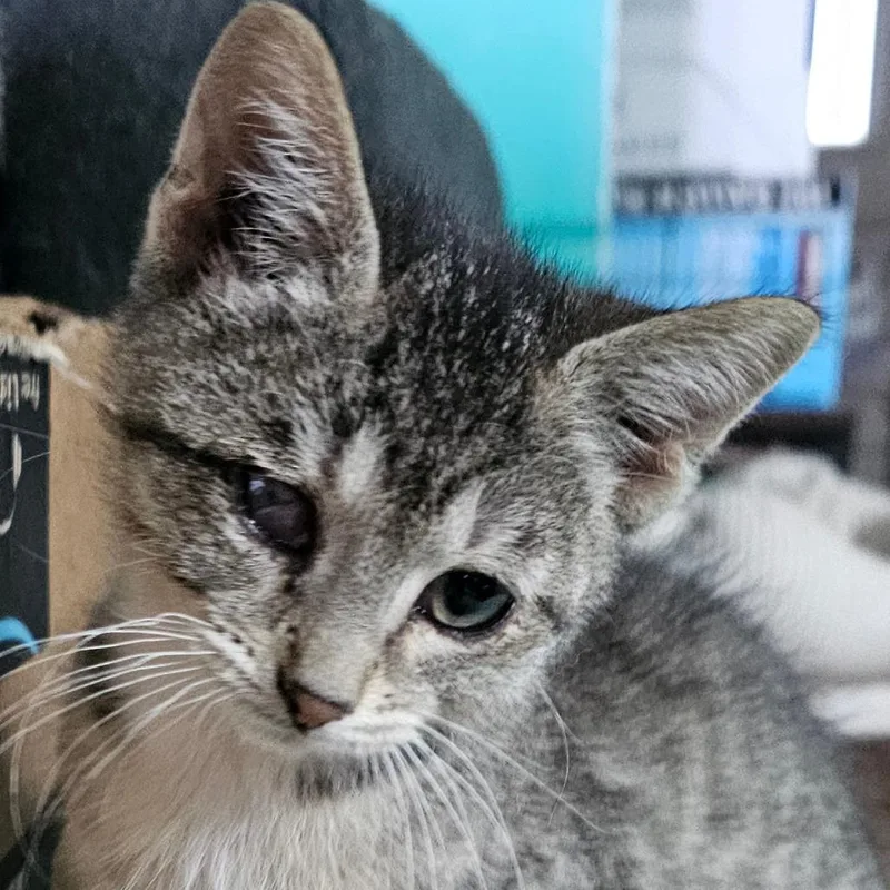 A baby medium-sized female Brown / Chocolate Domestic Short Hair cat named Pirate for adoption in Grinnell, IA