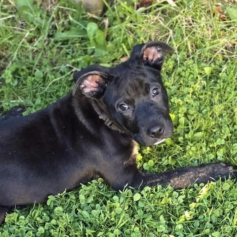 A baby large-sized male Black Mixed Breed dog named Tito for adoption in Detroit, MI
