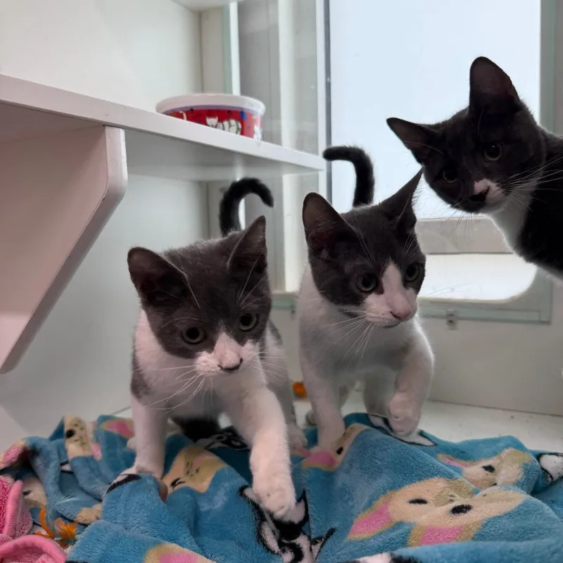 A baby small-sized female Gray / Blue / Silver Domestic Short Hair cat named Faith for adoption in Branford, CT