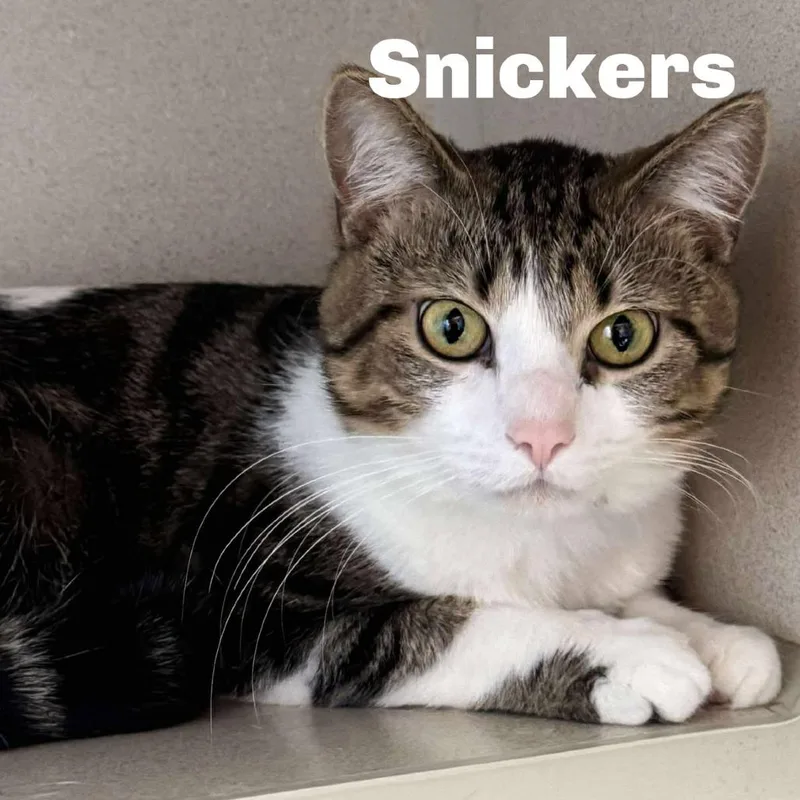 Snickers