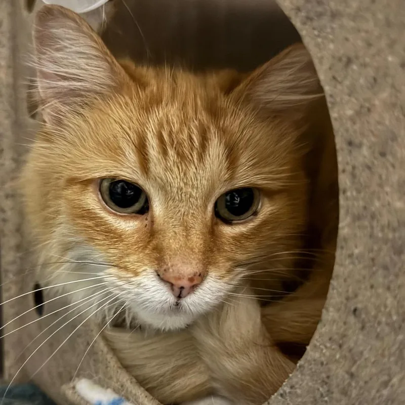 An adult medium-sized female Orange / Red Domestic Short Hair cat named Chips for adoption in West Olive, MI