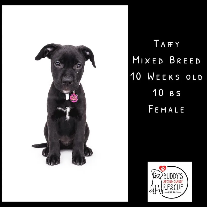 Taffy thumbnail 4