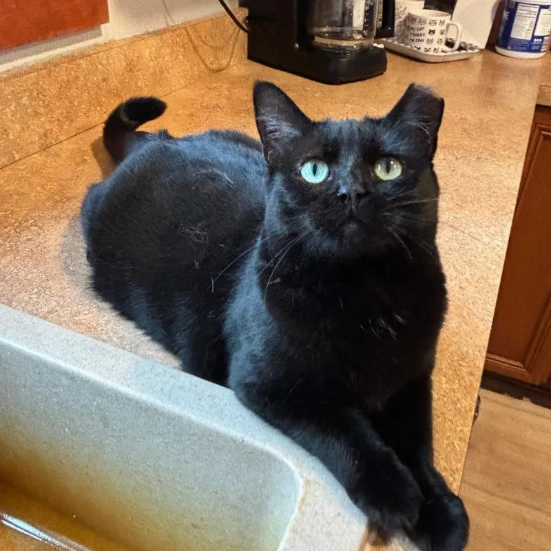 An adult medium-sized female Black Domestic Short Hair cat named Flora for adoption in Warrenville, IL