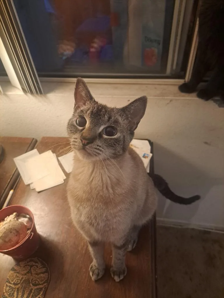 An adult medium-sized female Blue Point Domestic Short Hair cat named Pennywise for adoption in Mira Loma, CA